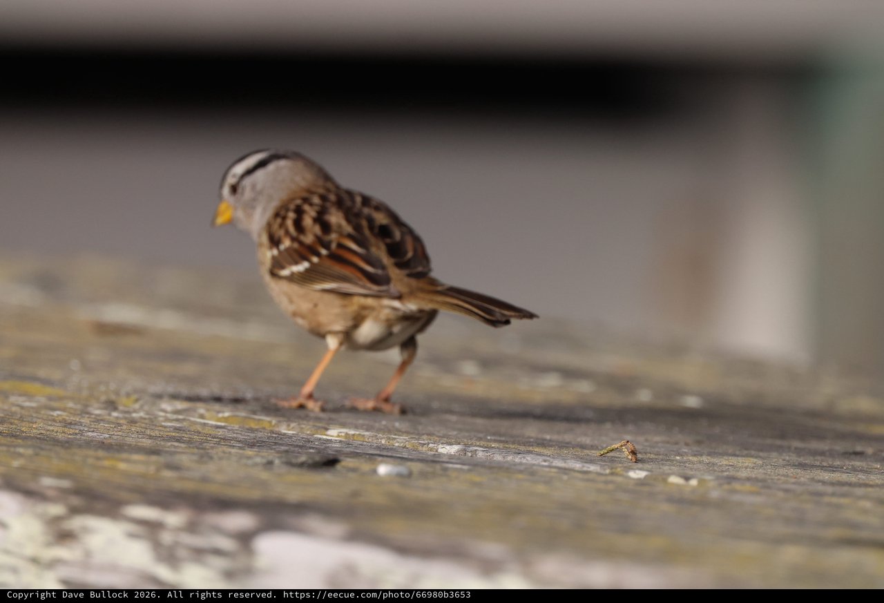White-Crowned Sparrow on Weathered Wood at Drakes Beach