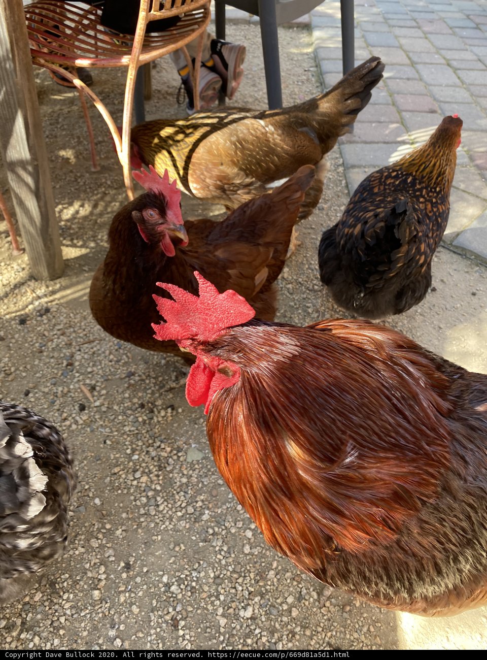 Chicken Conference
