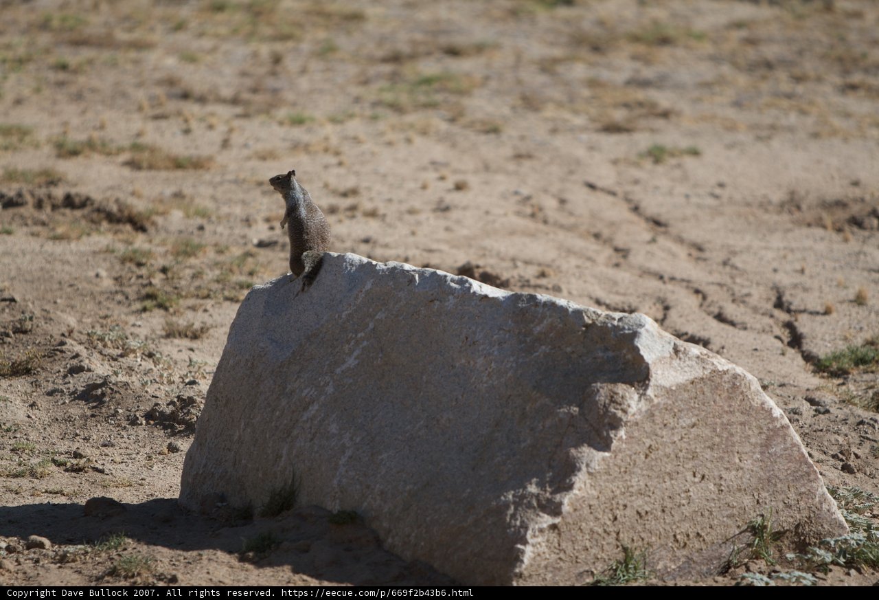 Lone Ground Squirrel in the Field