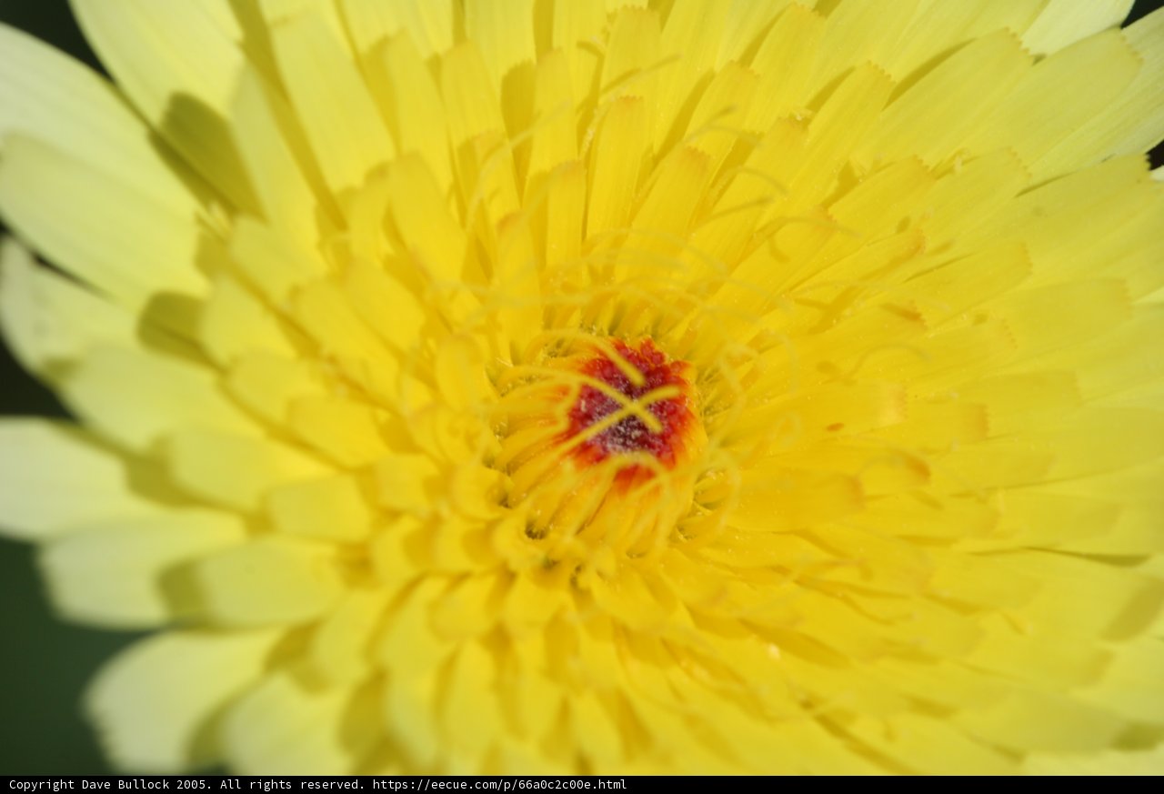 Golden Center Bloom