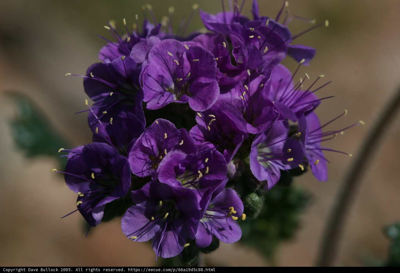 Purple Geraniums with Yellow Stamens