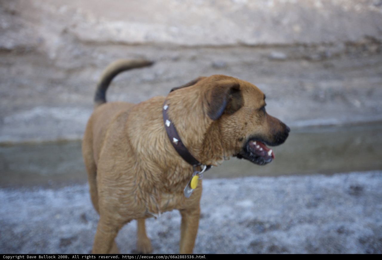 Desert Dog on the Hunt