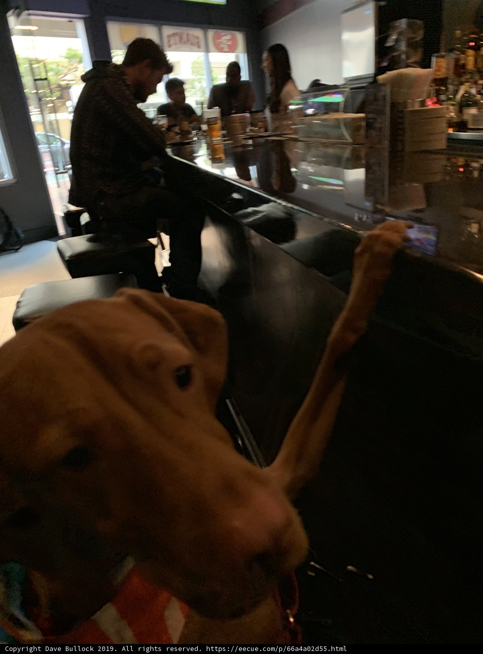 Man's Best Drinking Buddy