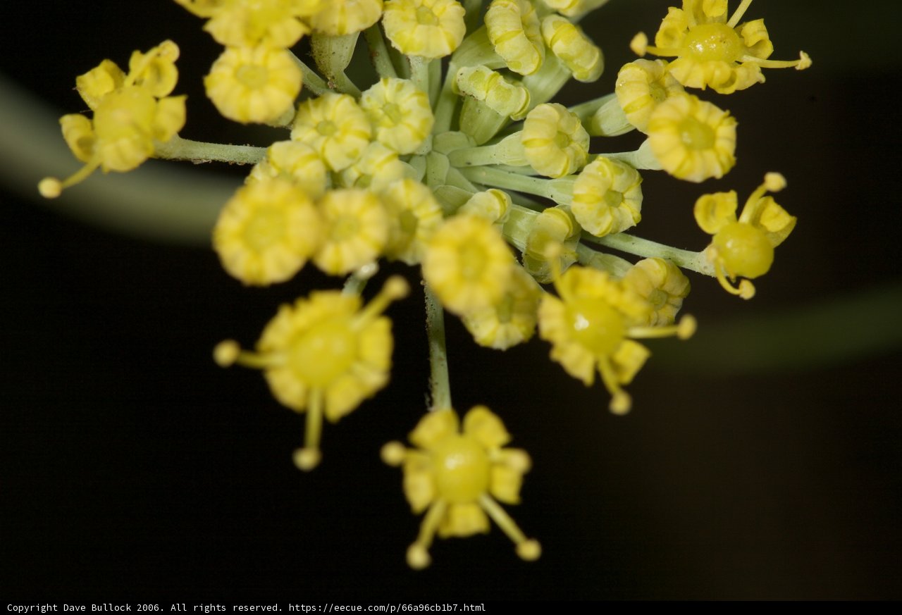 Bright and Beautiful Apiaceae Flowers