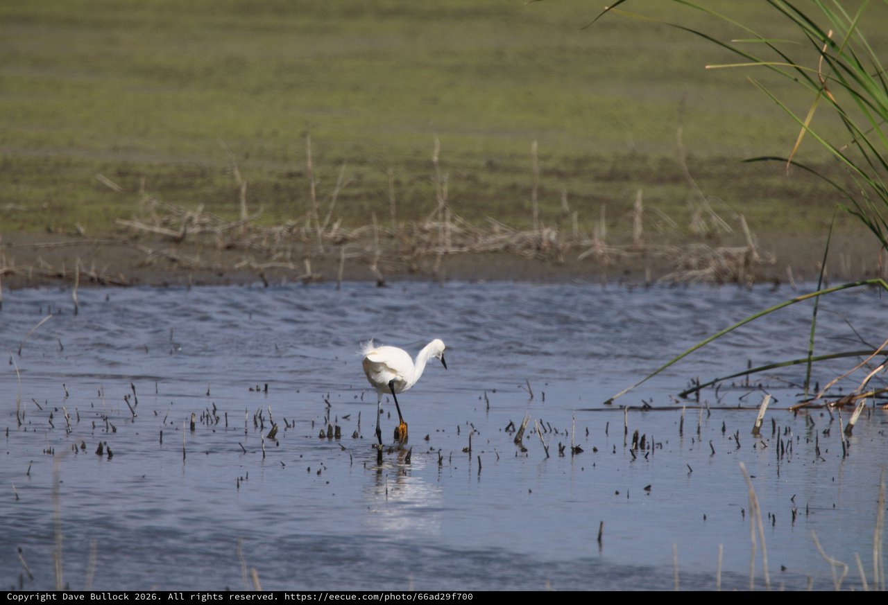 White Egret Wading in Flooded Rice Field