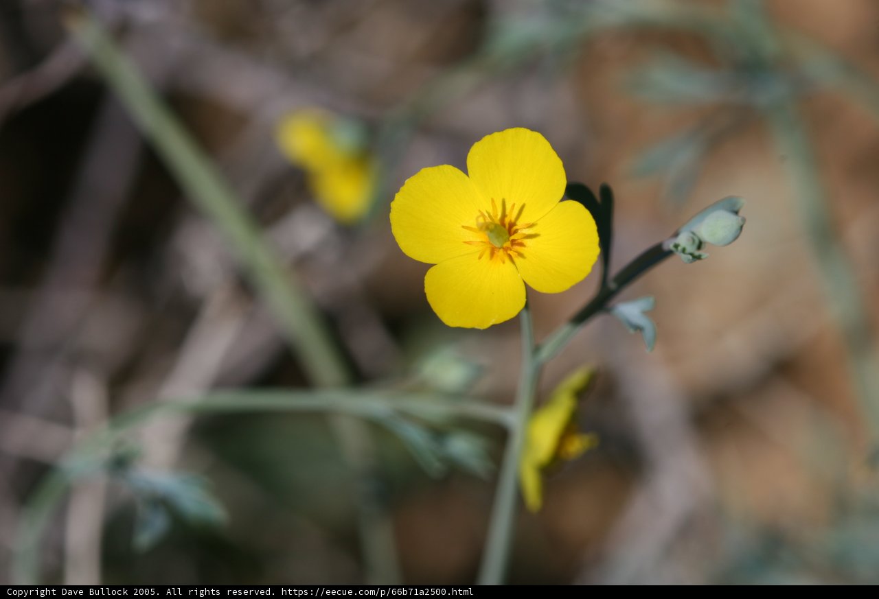 The Lone Yellow Geranium Flower