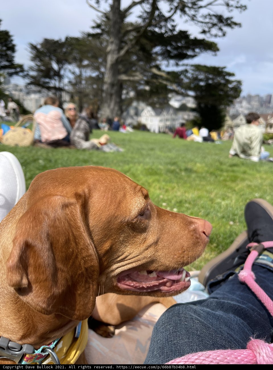 Canine Comfort in the Park