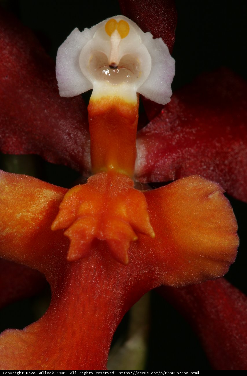 Face of the Flower