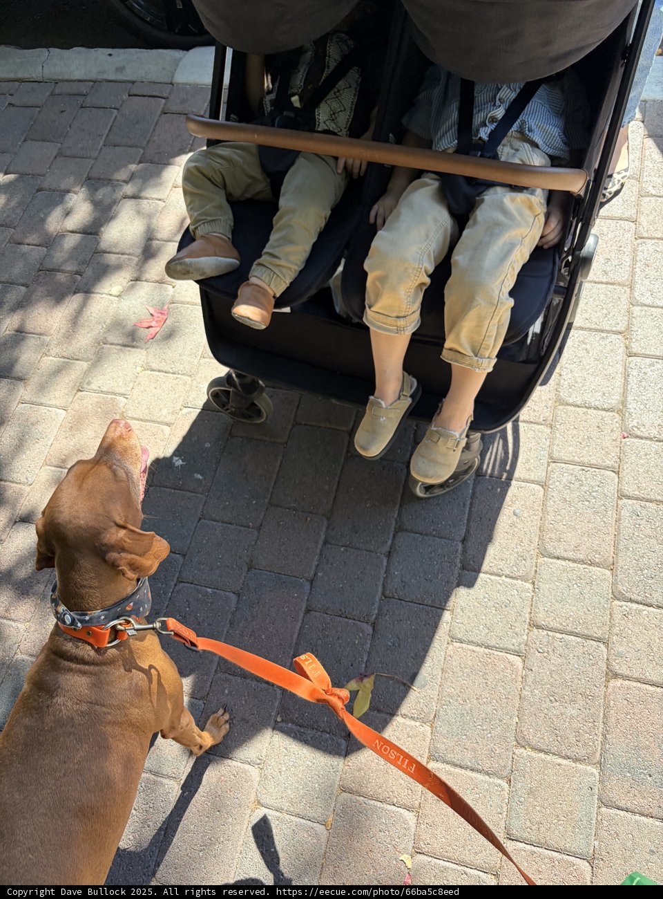 **Urban Stroll: A Day at the Park**