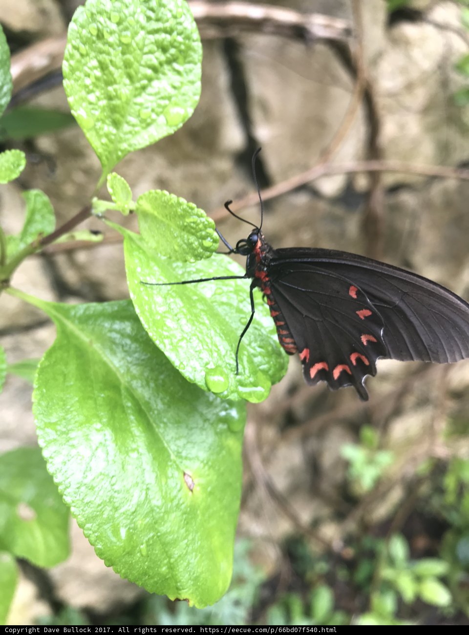 Beauty in Black and Red