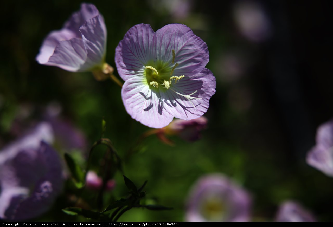 Radiant Purple Blossoms