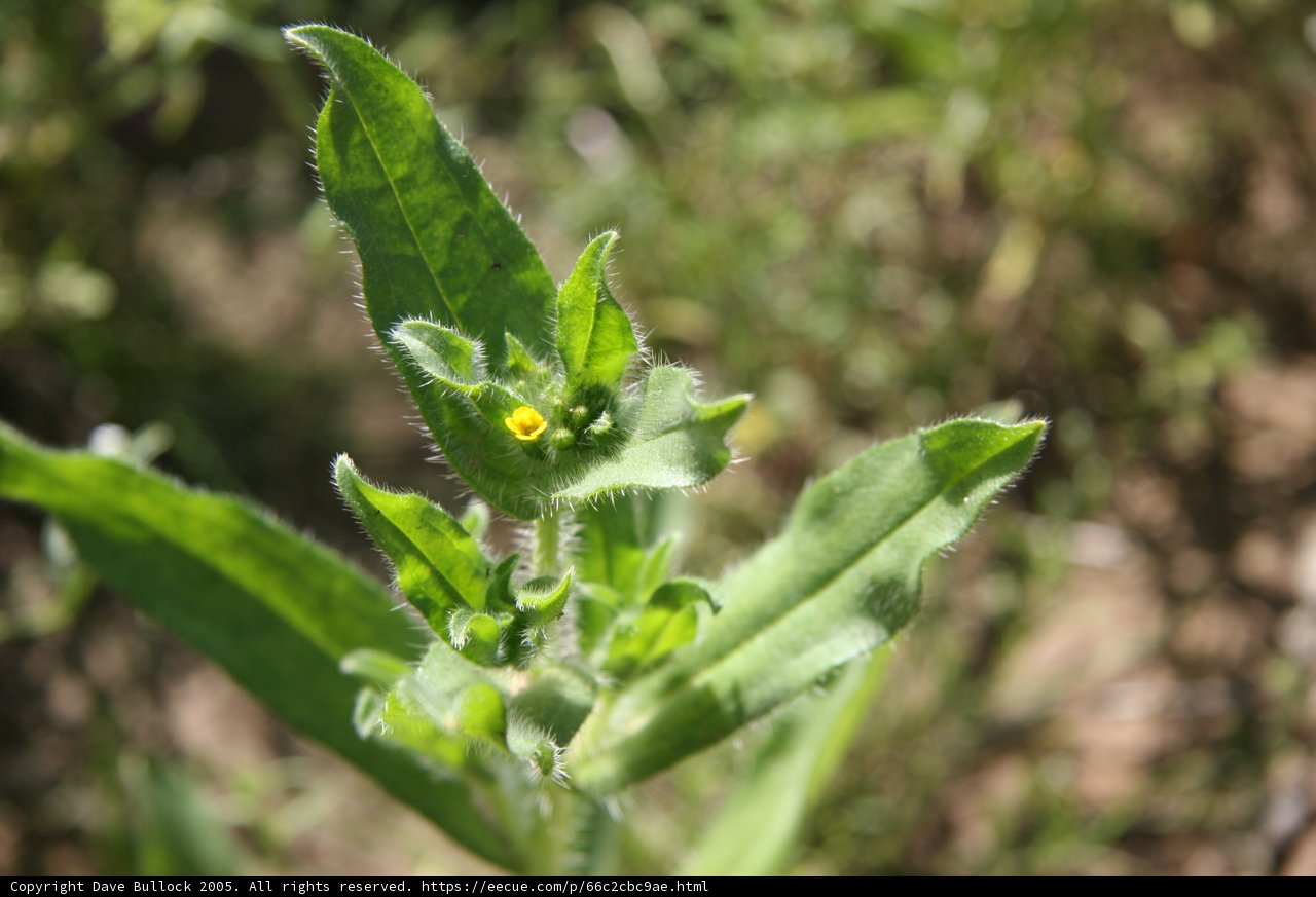 Spotlight on a Petite Yellow Blossom
