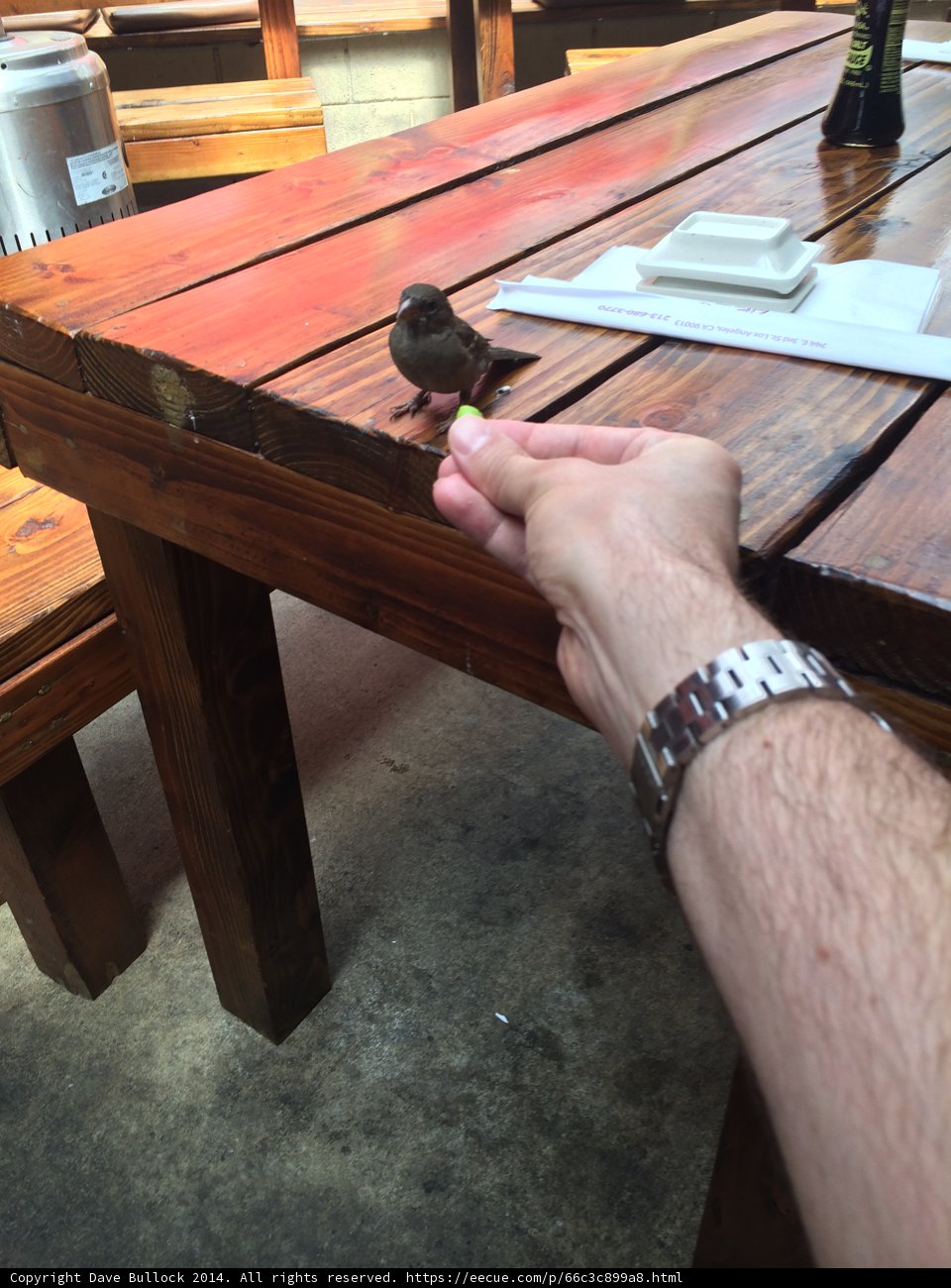Holding a Small Bird on a Wooden Table