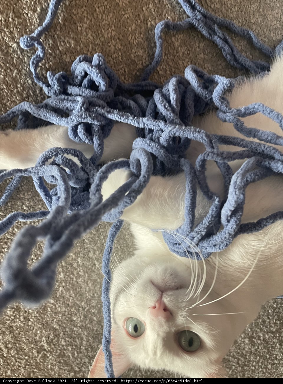 Yarn Fun with a Playful Feline
