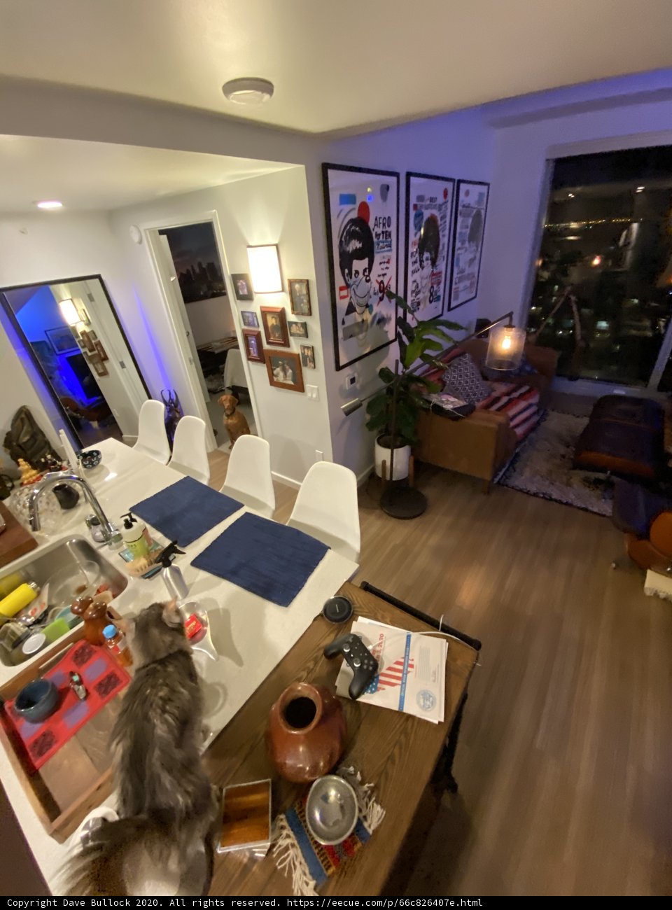 Feline Coziness in a San Francisco Living Room