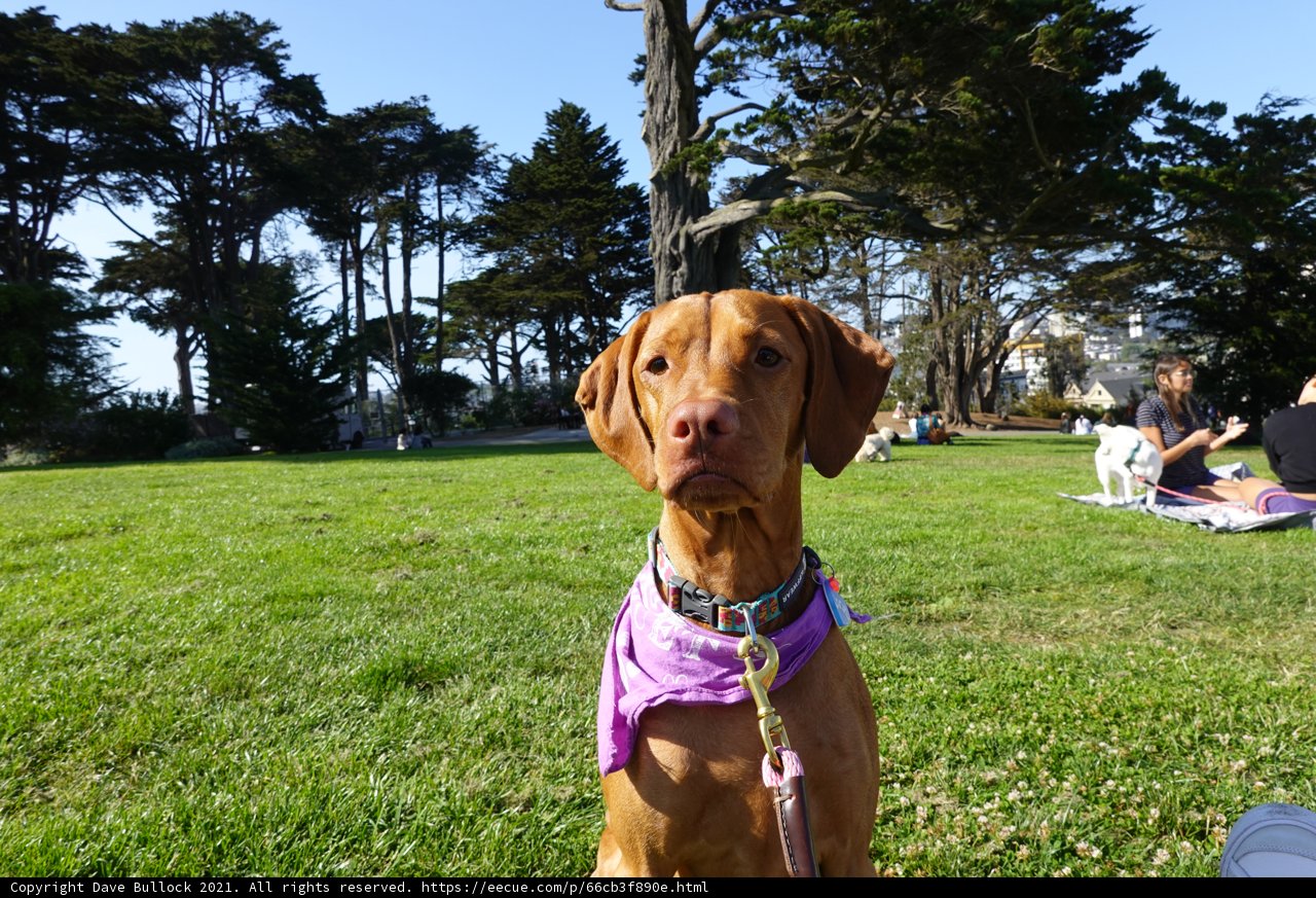 Purple Bandana Vizsla in the Park