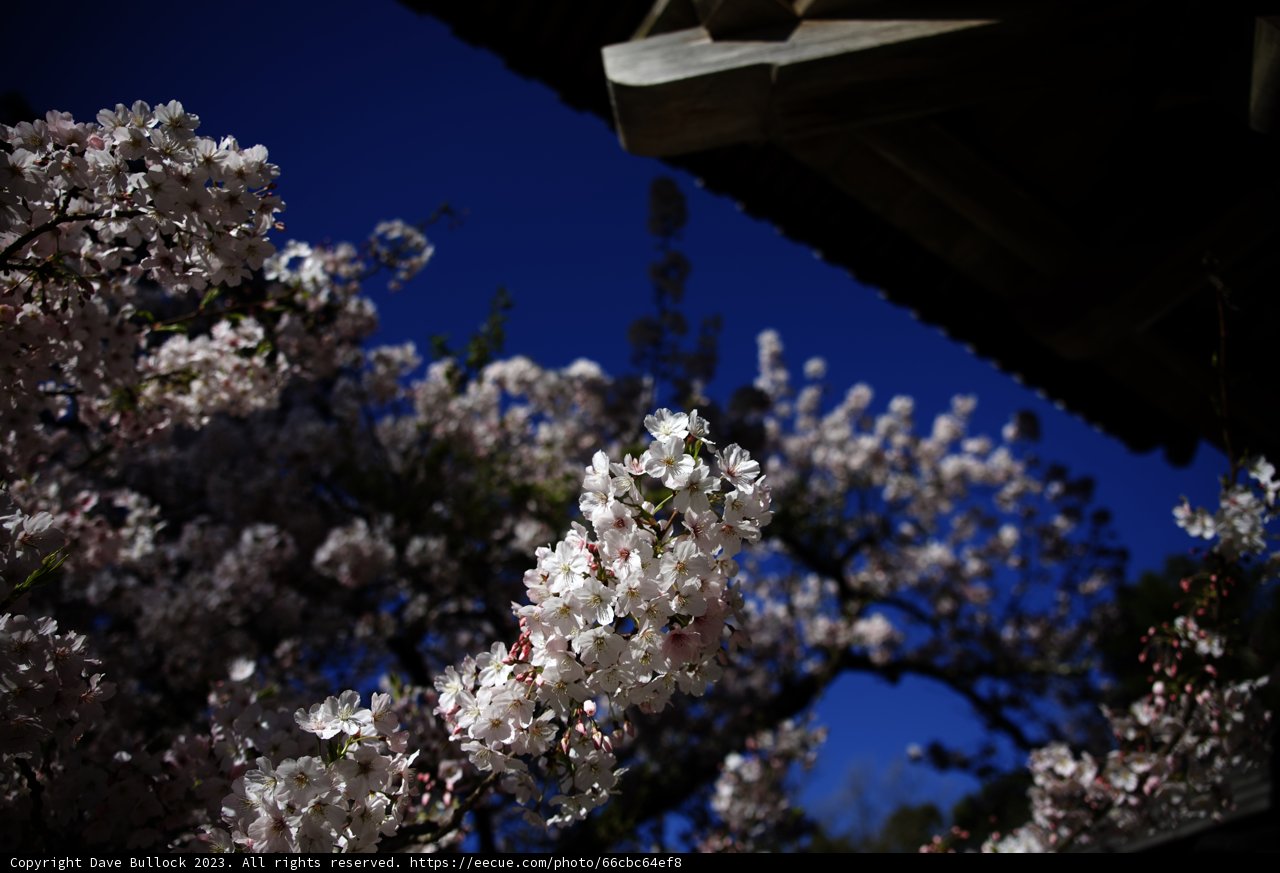 Captivating Cherry Blossoms in Kyoto, Japan