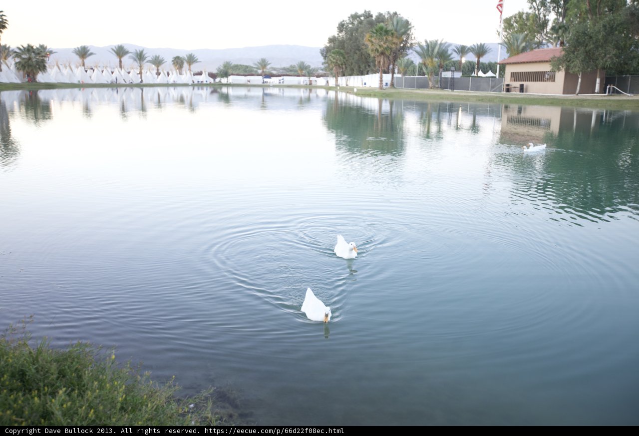 Graceful Swan Duo