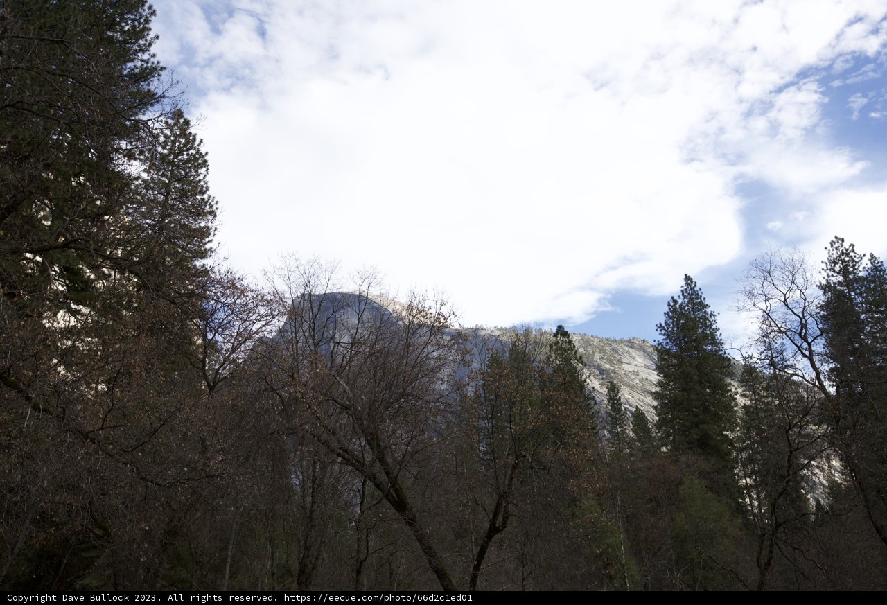 Coniferous Majesty Amidst a Cloudy Canvas