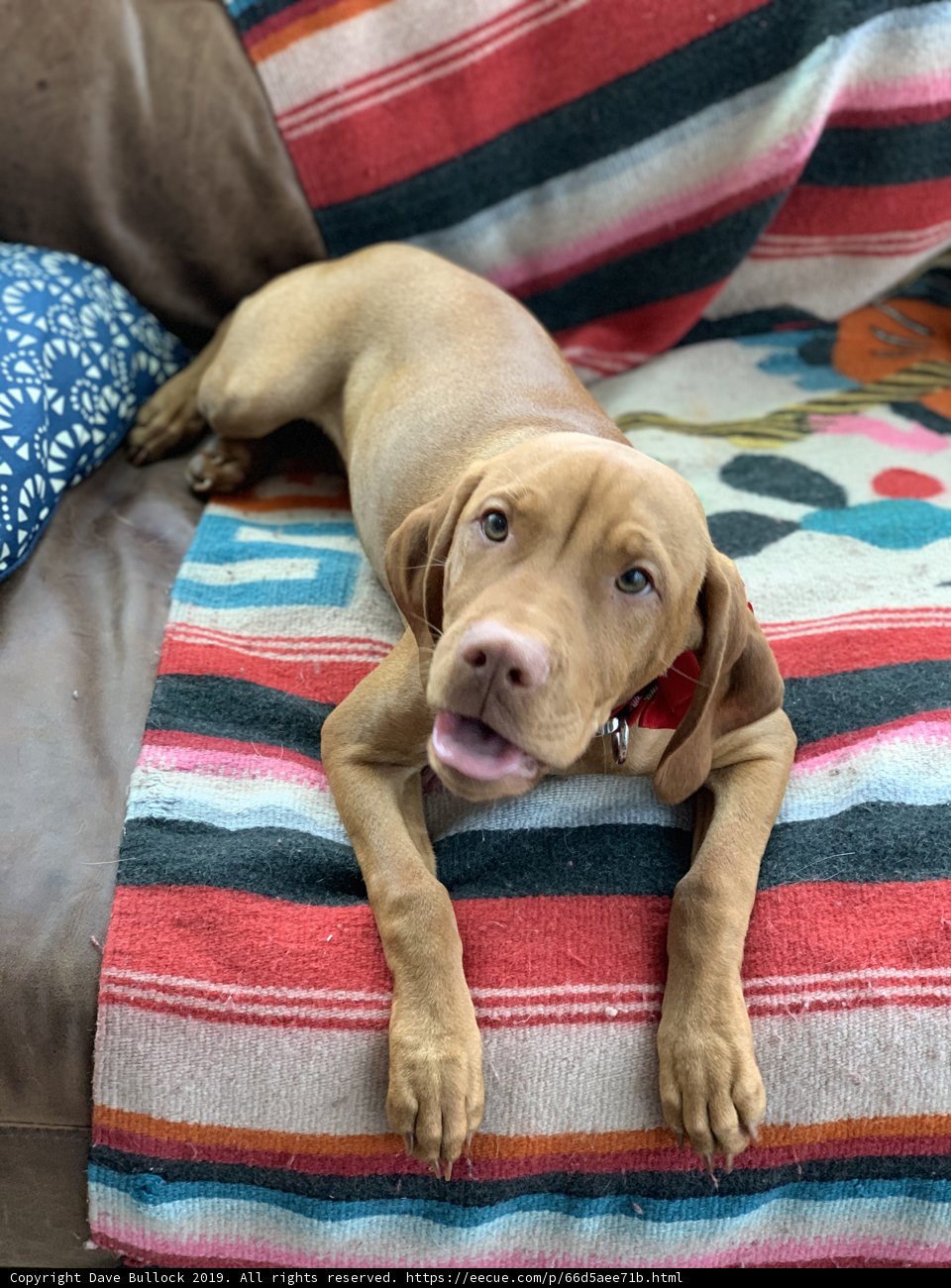 The Lazy Vizsla