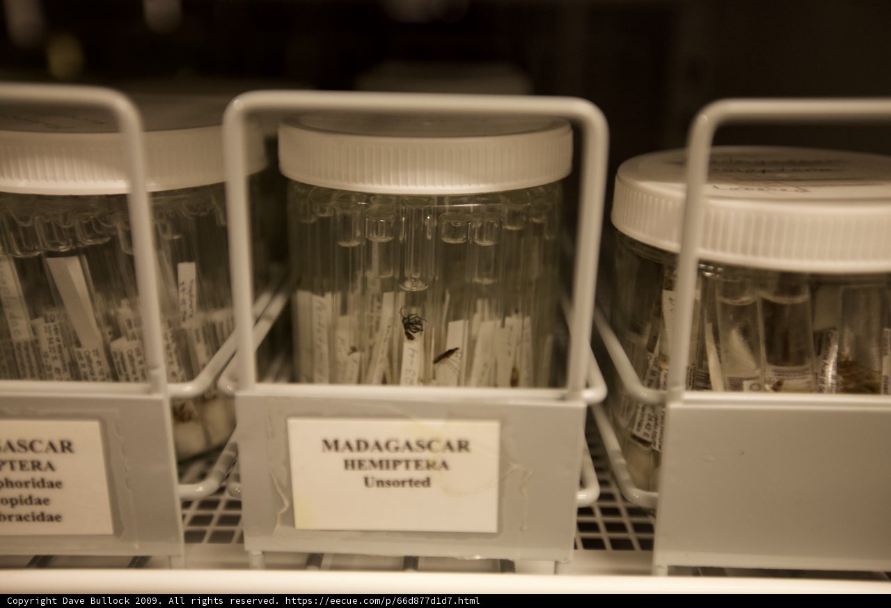 Insect Specimens on Display