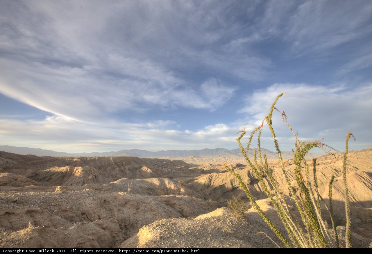 Lone Plant in the Desert