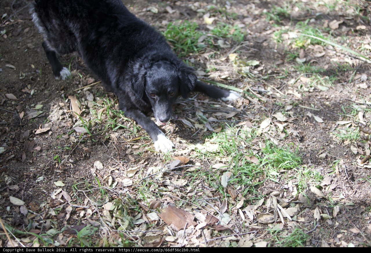 Playtime with Pooch