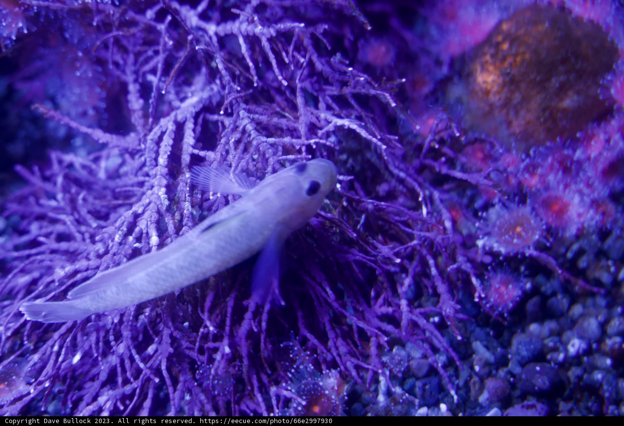 The Petite Aquatic Denizen of Monterey Bay