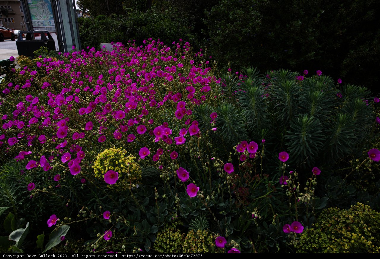 Blooming Wonders in San Francisco Botanical Garden