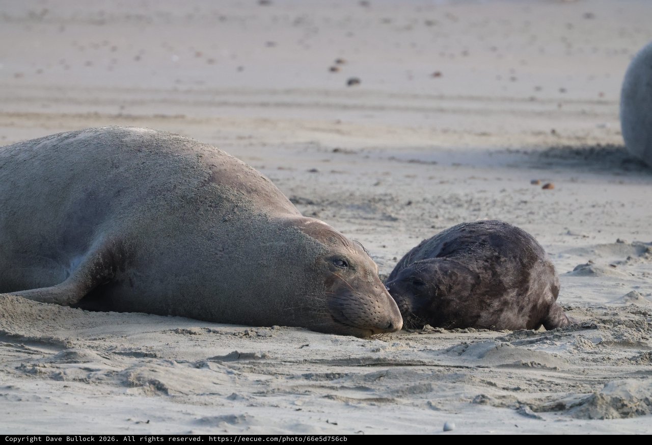 Mother Elephant Seal and Newborn Pup Bonding on Beach