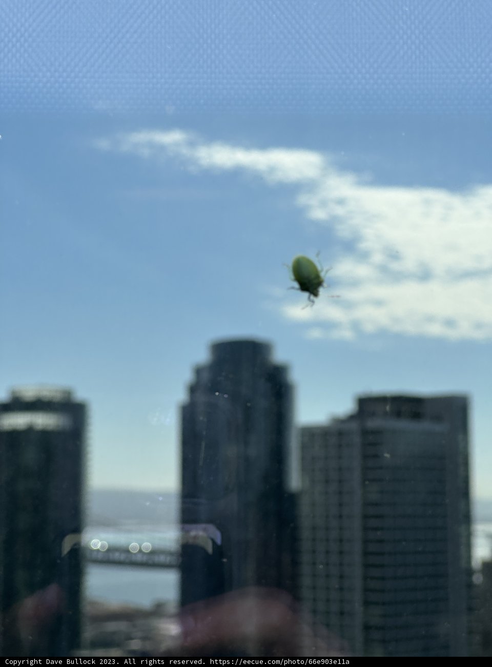 Aerial Intrigue in The Concrete Jungle