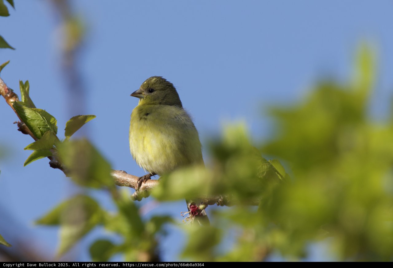 Spring Songstress