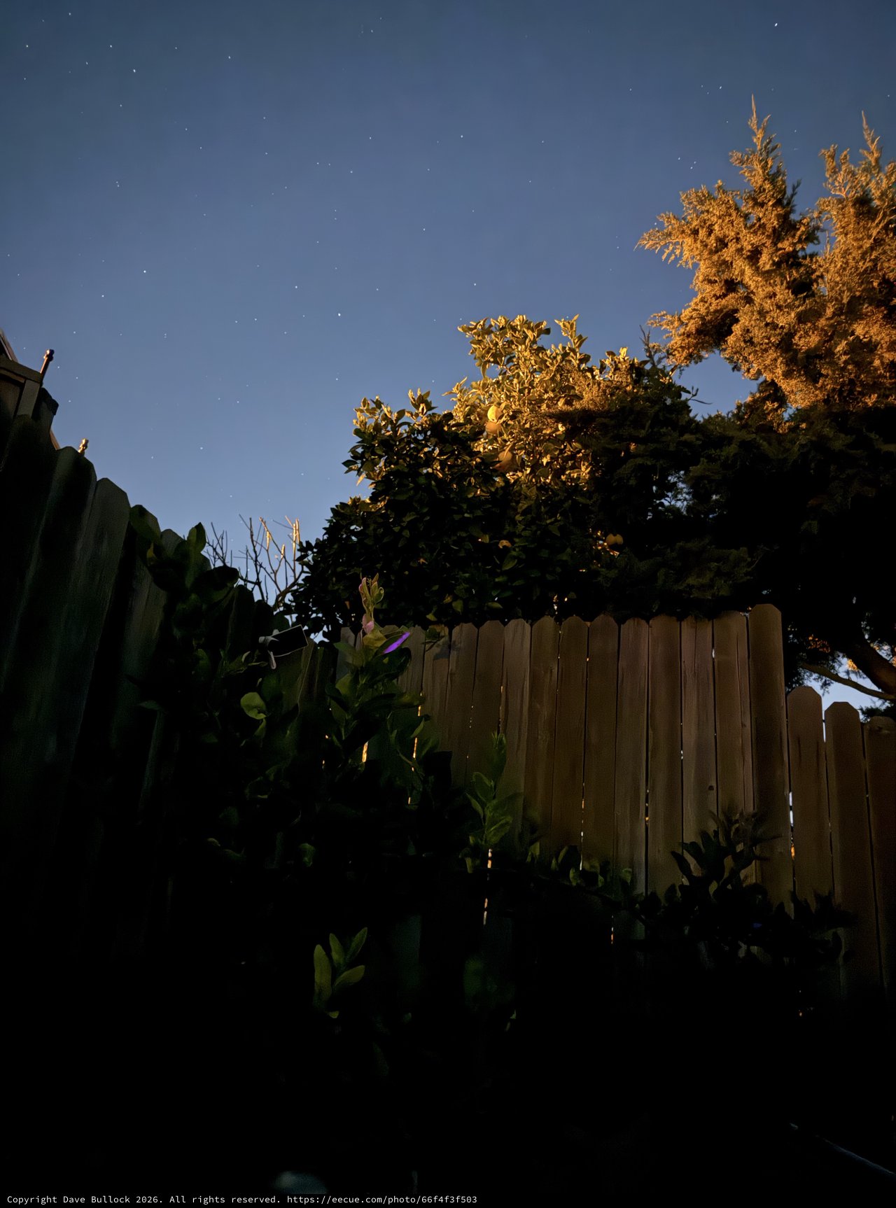 Backyard Garden Under Stars at Dawn
