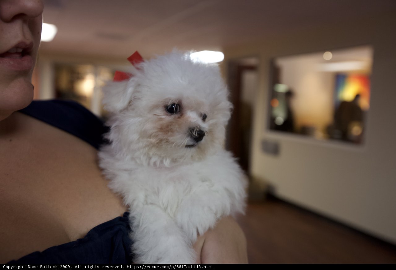 Cuddling with the Cutest Canine Caption: A woman lovingly holds her small white bichon puppy, surrounded by beautiful hardwood flooring in 2009.