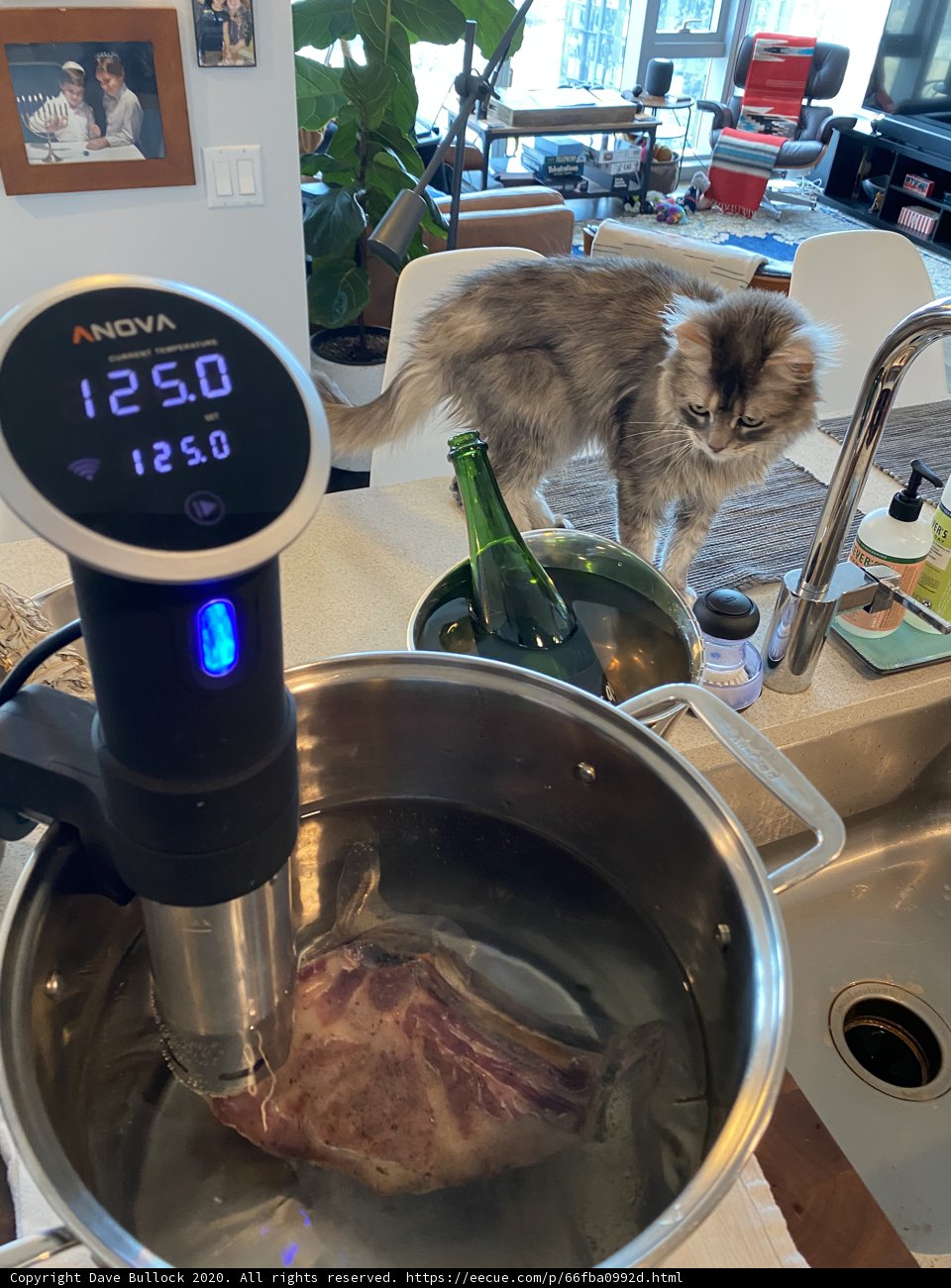 Feline in the Kitchen
