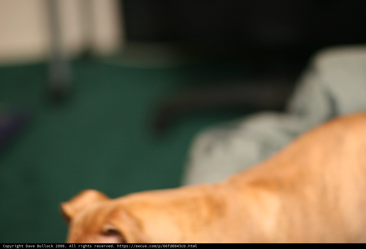 Couch-Loving Canine