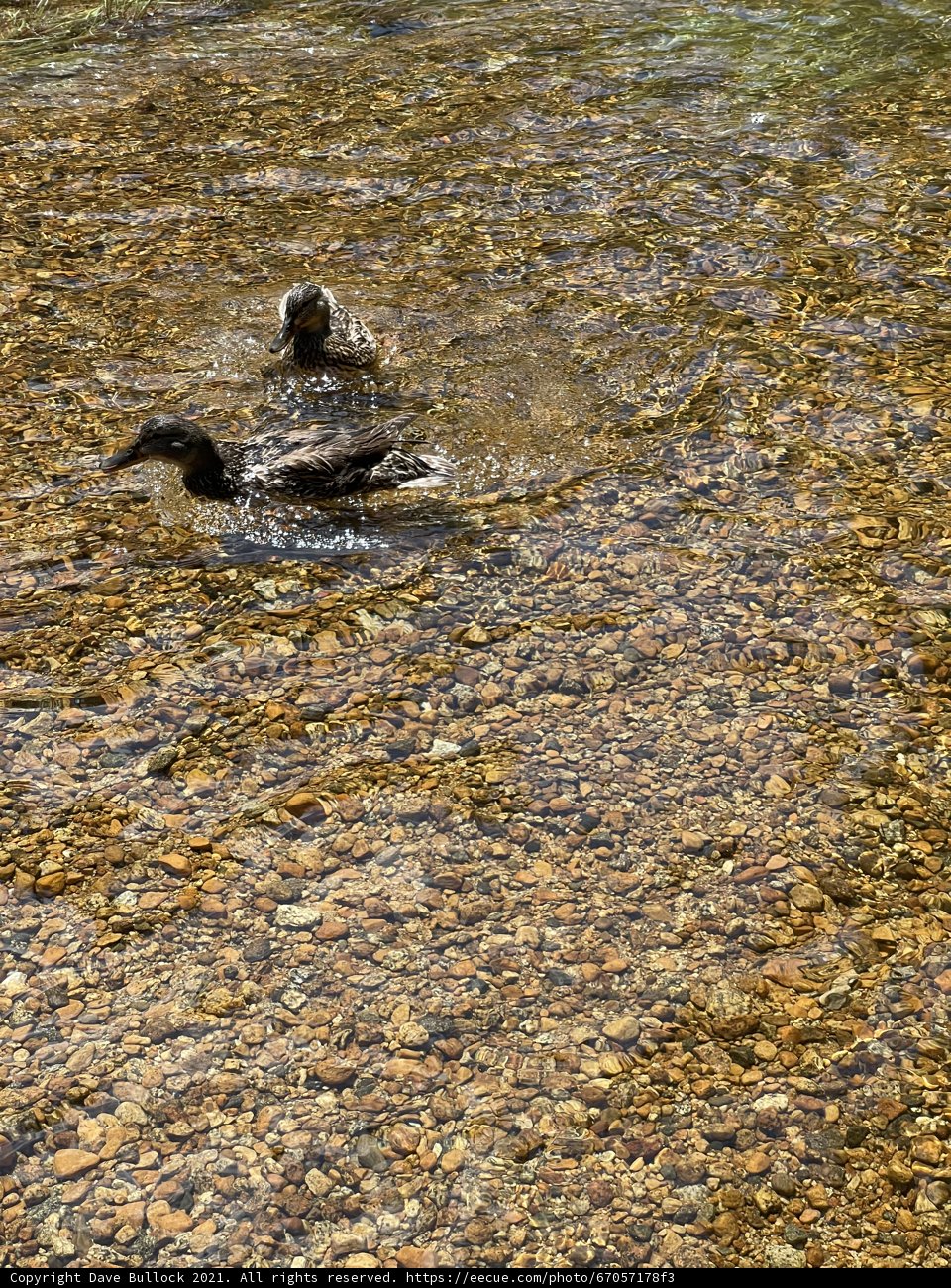A Mallard Duck Enjoying the Rocks and Water in Yosemite National Park