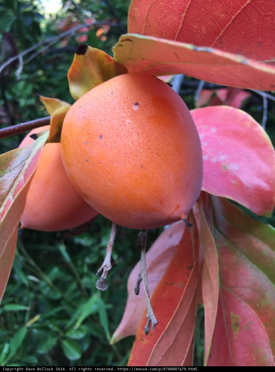 Persimmon Tree Laden with Fruit