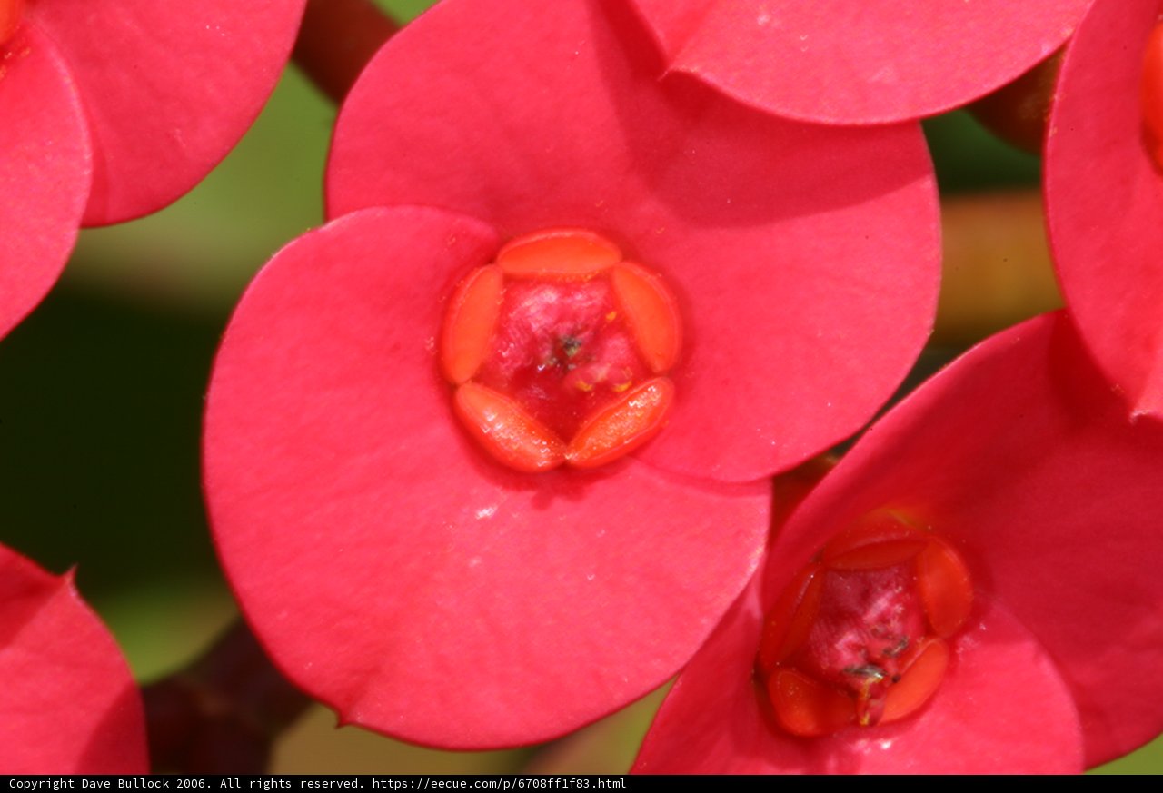 Vibrant Red Flowers with Green Leaves