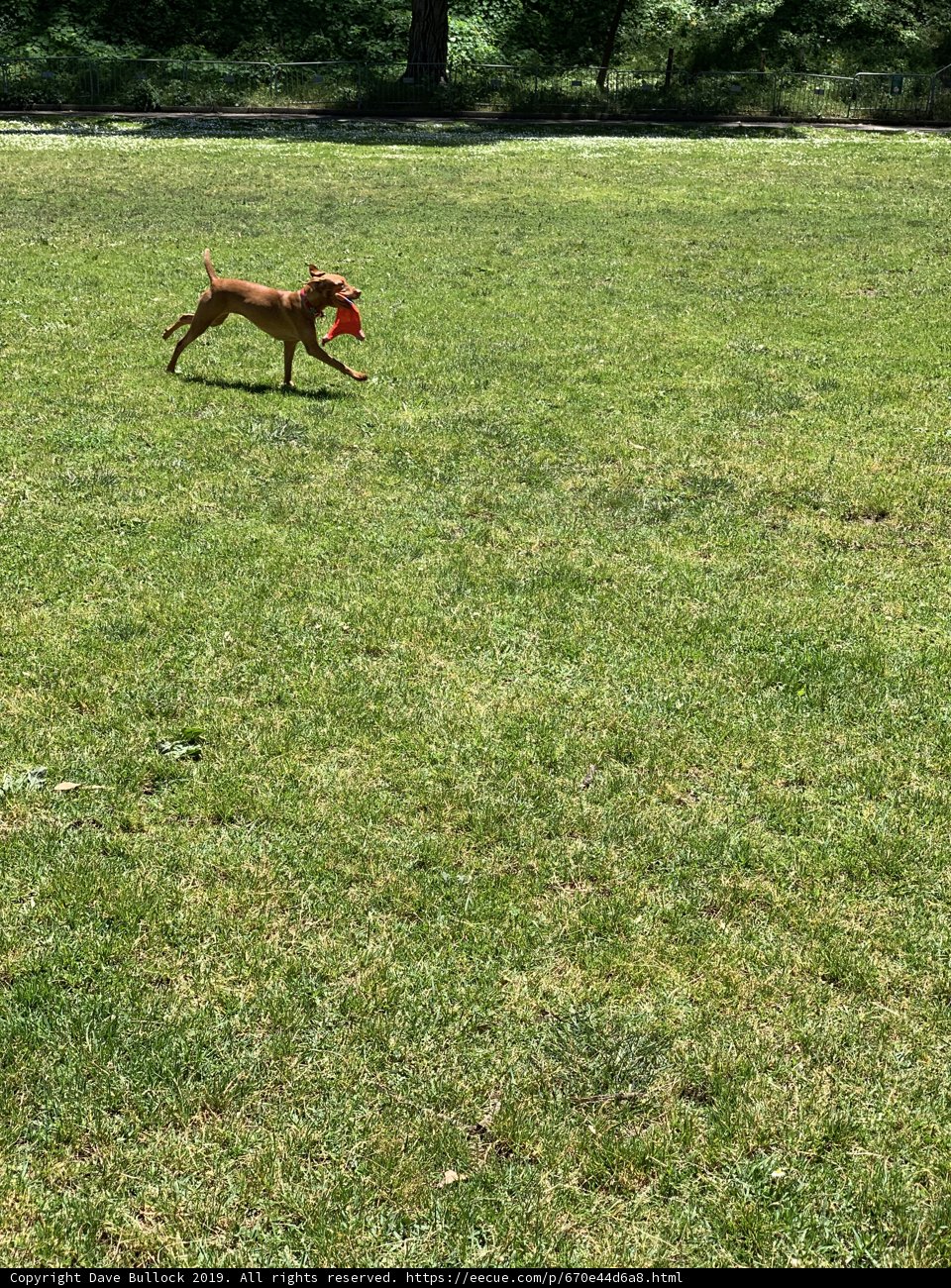 Running with Joy