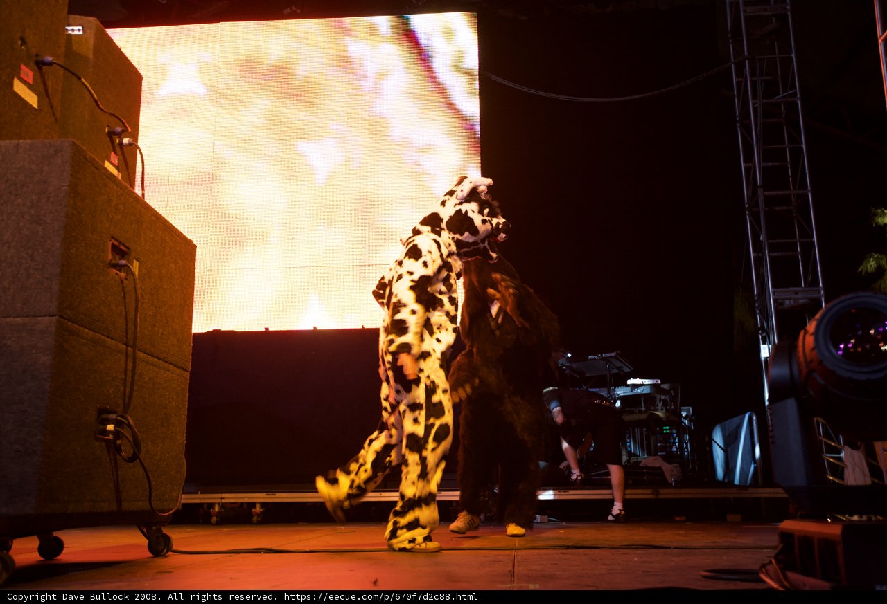 Moo-sic Madness at Coachella