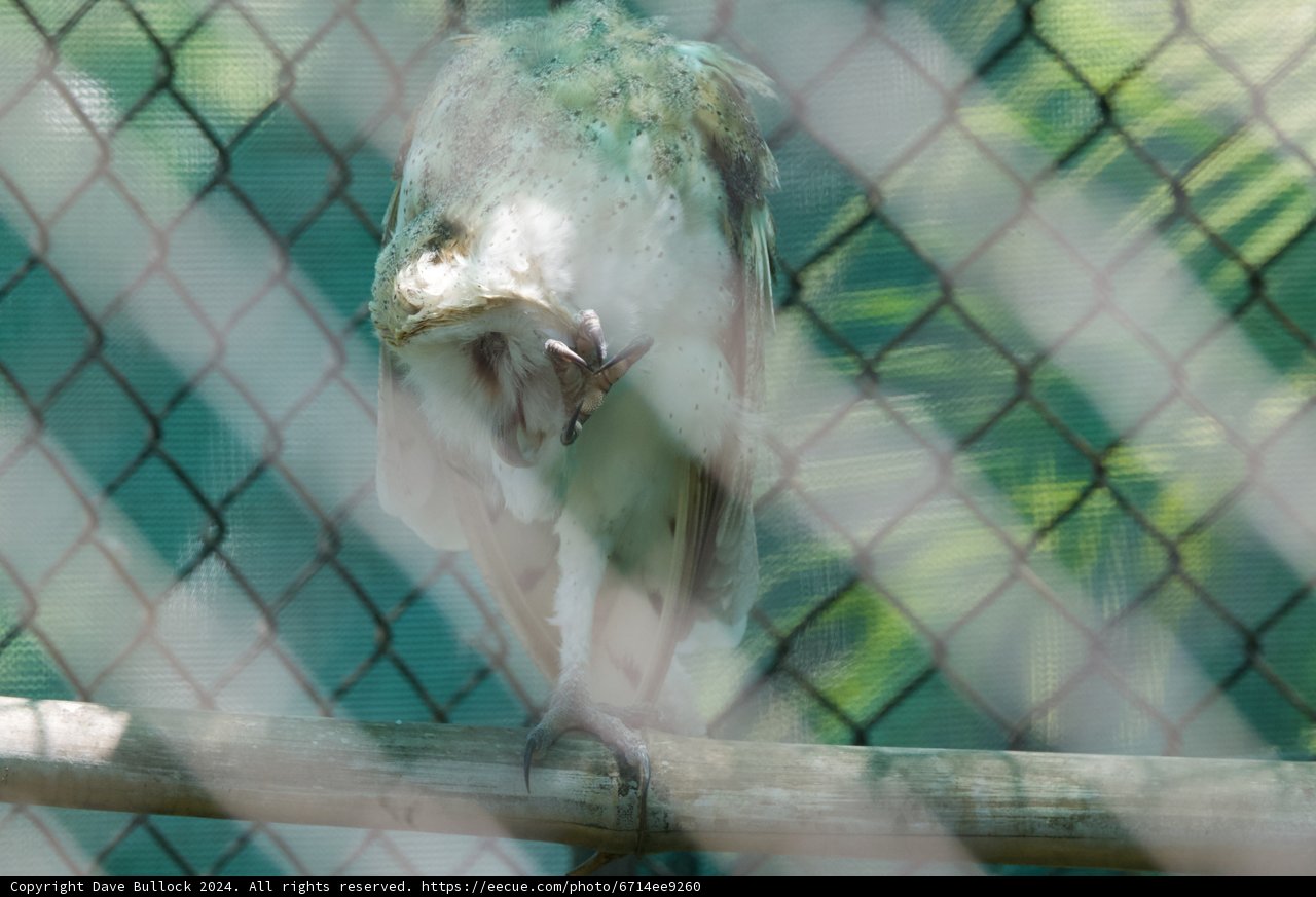 Captive Reflections: A Moment at Honolulu Zoo