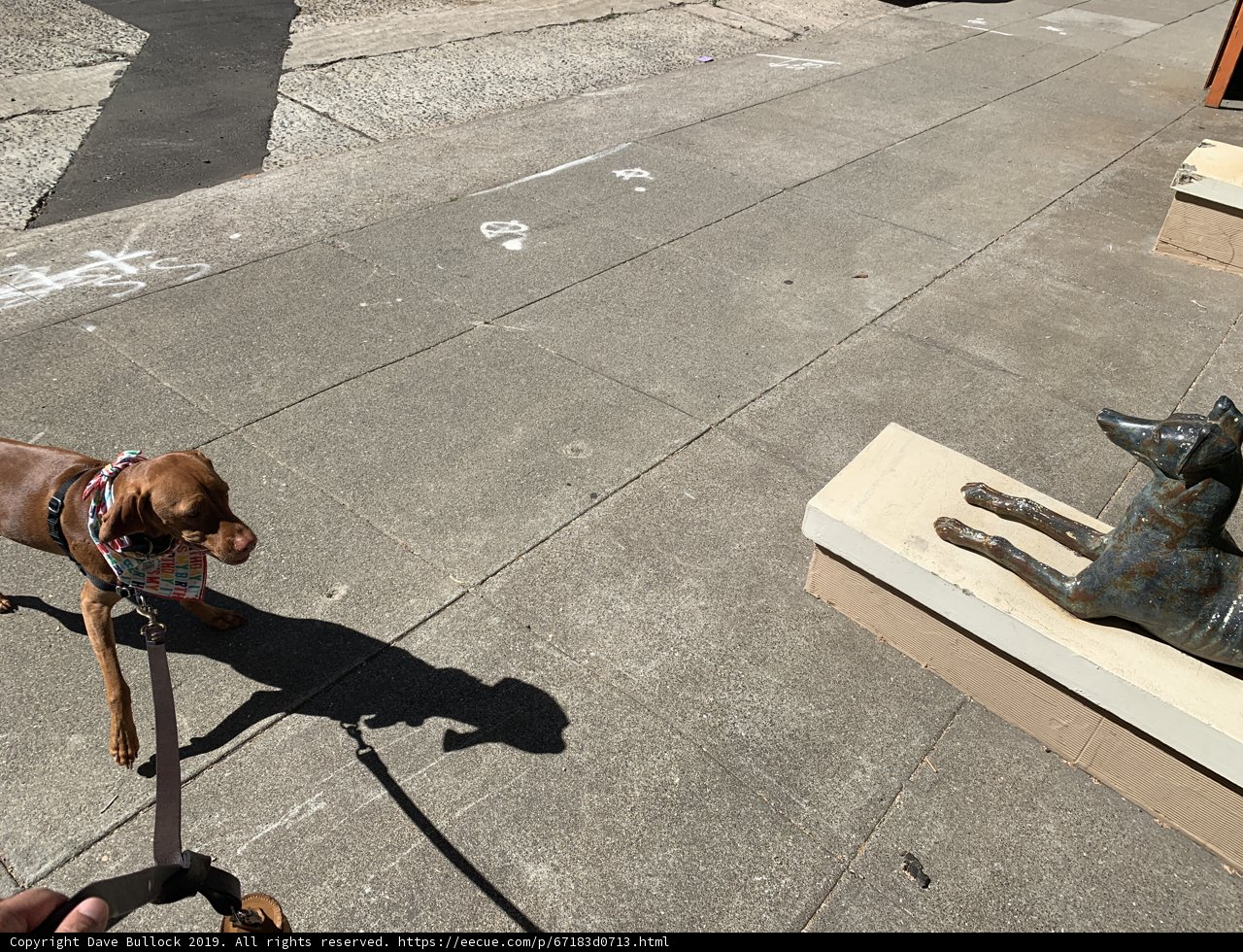 Canine Companion at the Statue