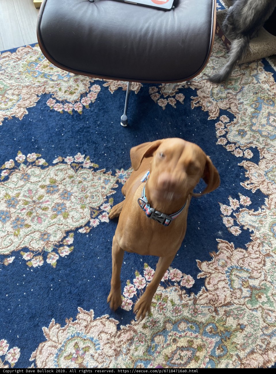 Canine Companion on Cozy Rug