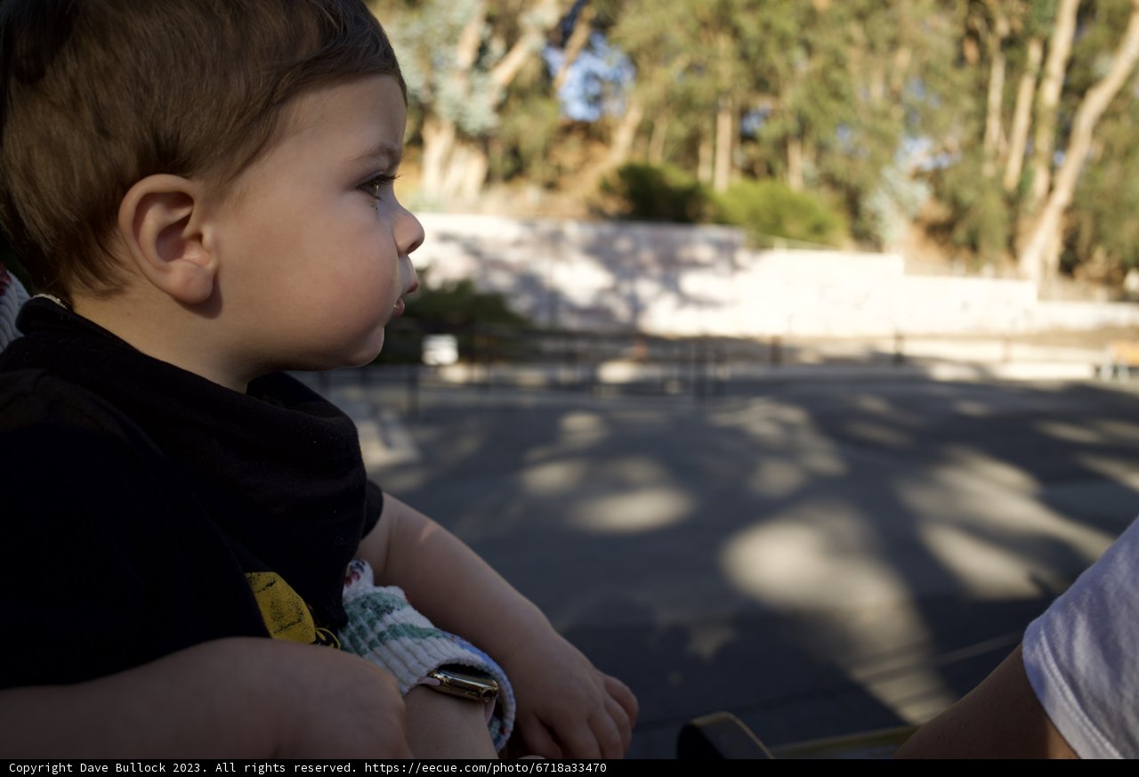Curious Wesley's Day Out at the SF Zoo in November 2023