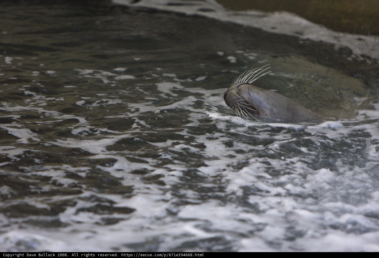 A Playful Sea Lion in Action