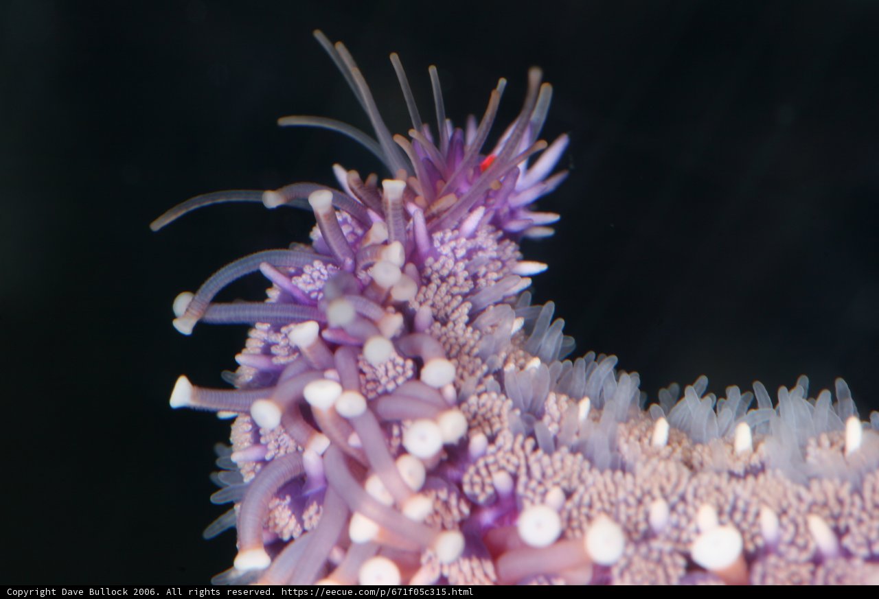 The Colorful Life of a Purple Sea Anemone