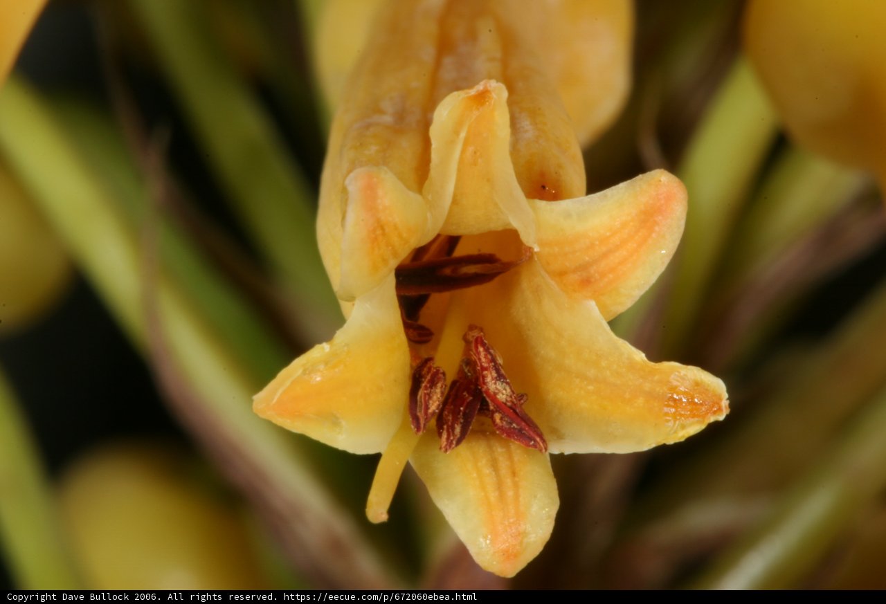 Vibrant Yellow Flower Blooming