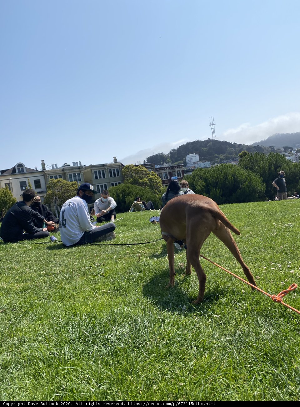 Walking the Dog in Alamo Square