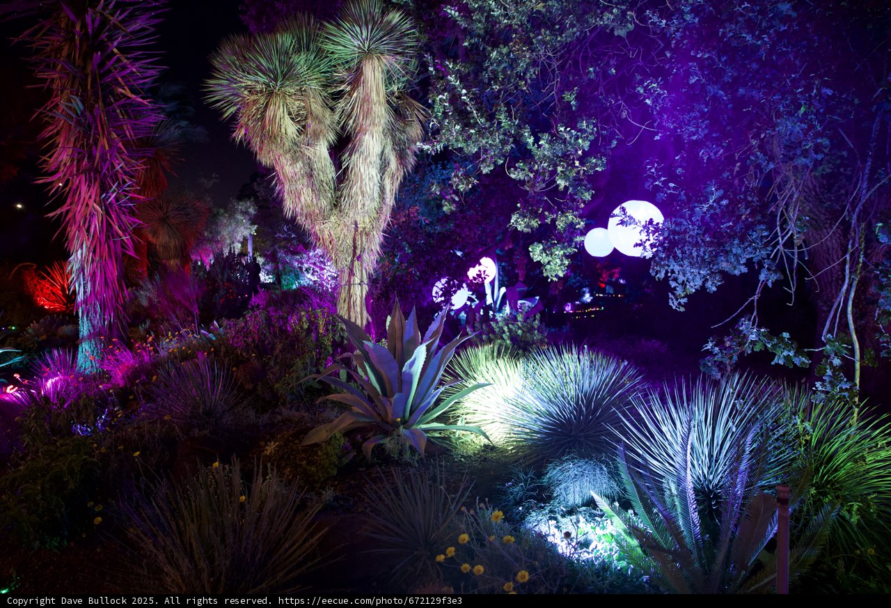 Enchanted Nocturnal Garden